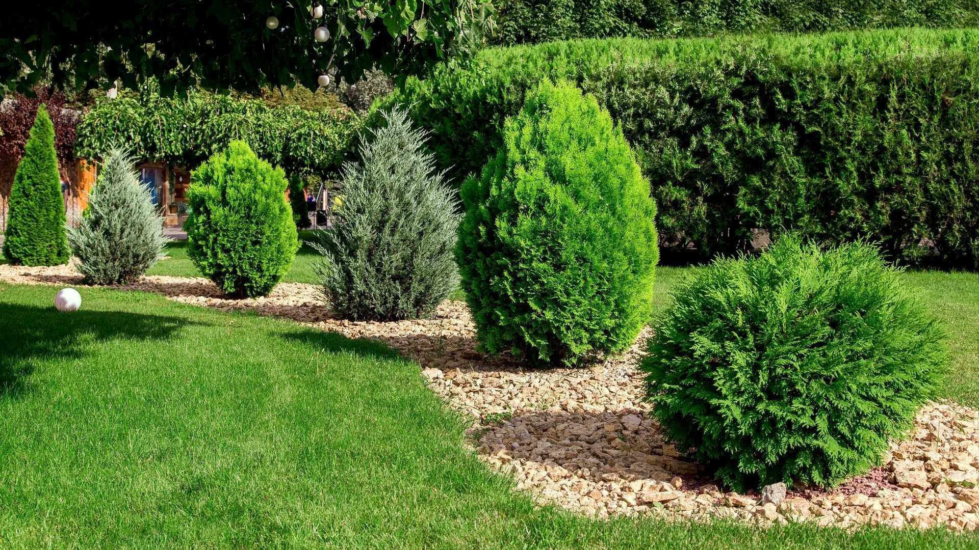 Thuja Sträucher