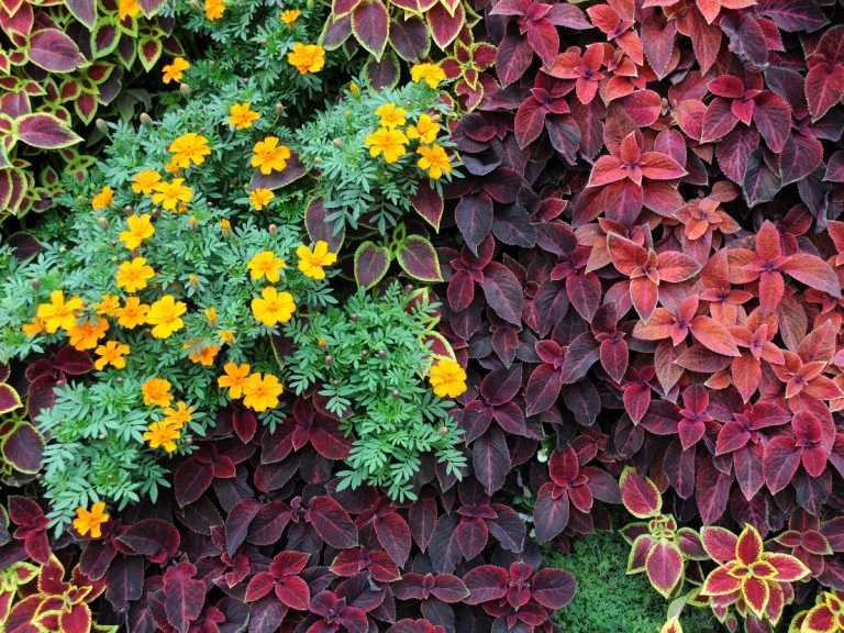 12 Bodendecker blühend winterhart für Ihren Garten Haus & Garten Profi