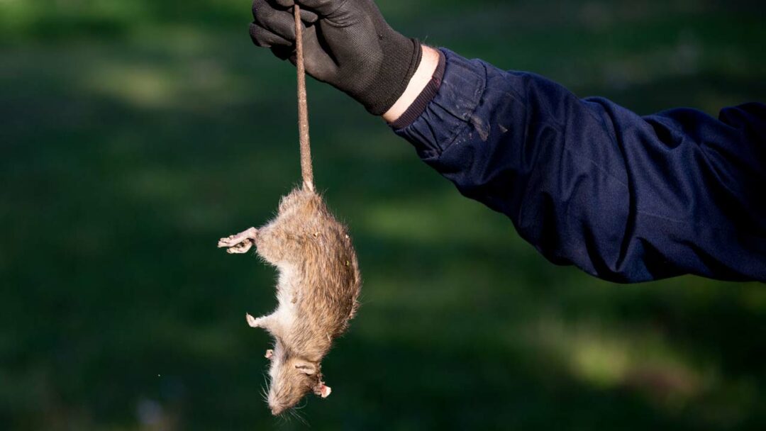 Ratten im Garten erkennen und effektiv bekämpfen Haus & Garten Profi