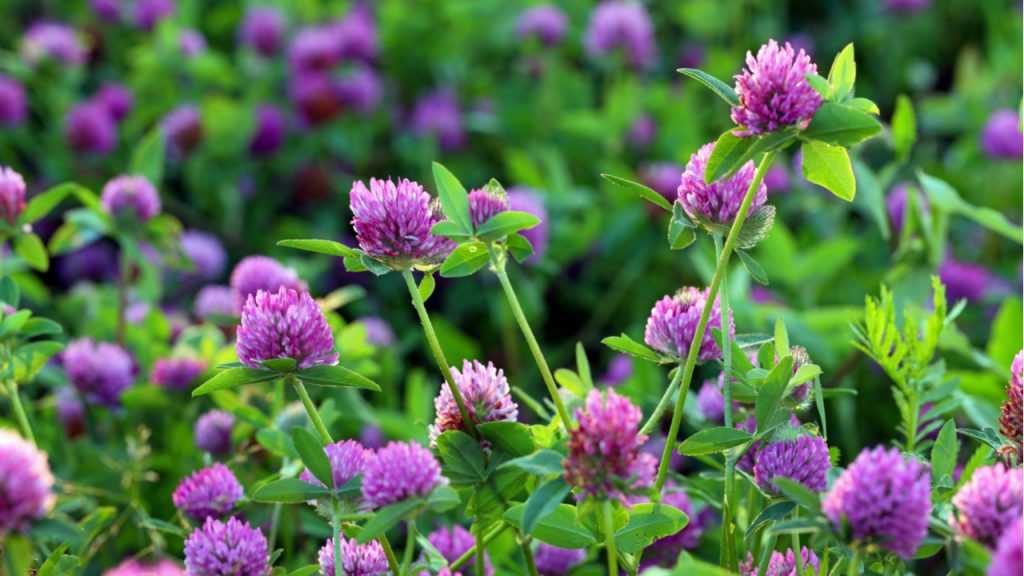 Trifolium pratense im Freien.