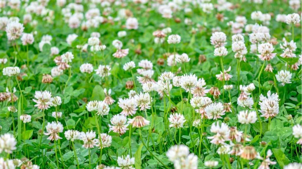 Trifolium repens im Freien.