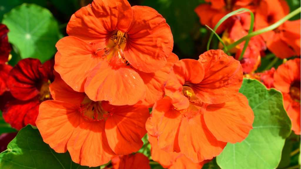 Nahaufnahme der Blüten der großen Kapuzinerkresse