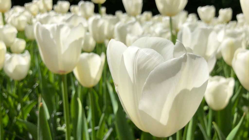 Tulpen