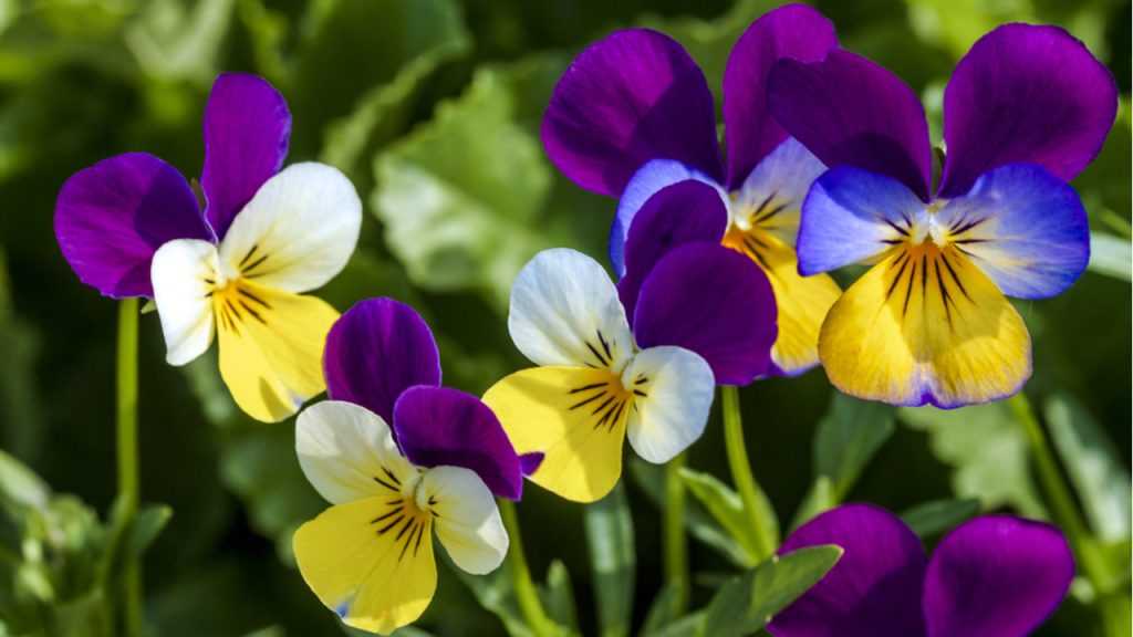 Nahaufnahme der Blüte des Wilden Stiefmütterchen