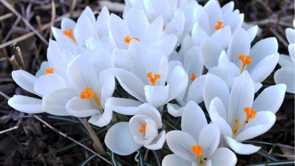 Weißer Krokus im Freien.