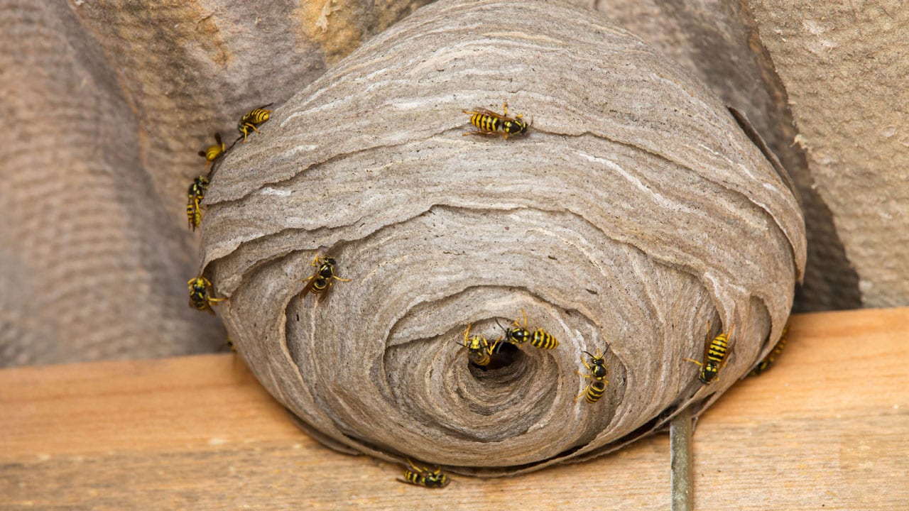 Was hilft gegen Wespen? Die besten Tipps und Tricks