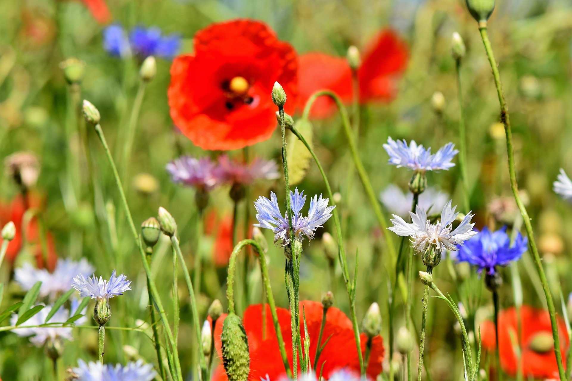 10 beliebte Wildblumen für Ihren Garten