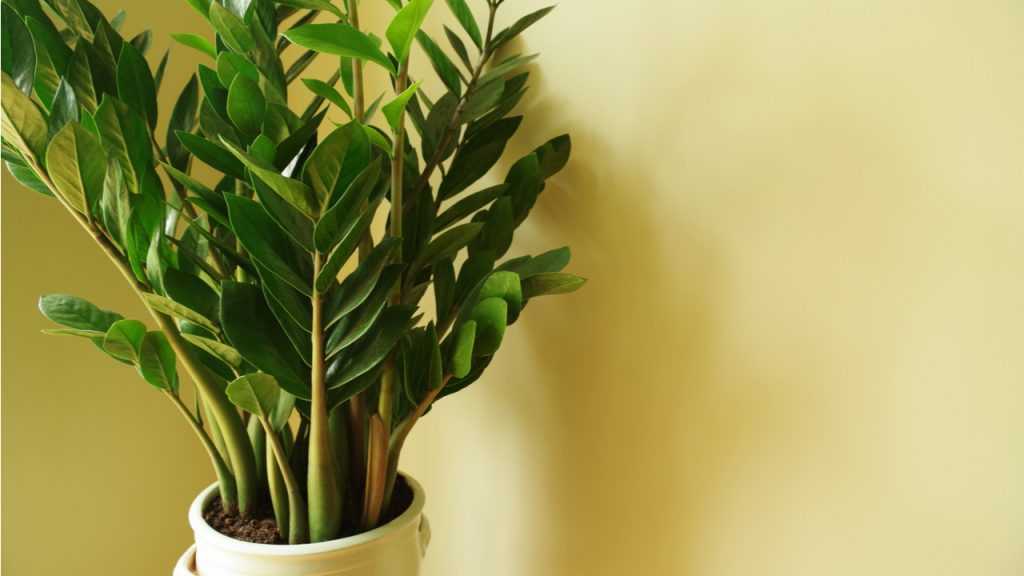 Glücksfeder im Blumentopf vor gelber Wand