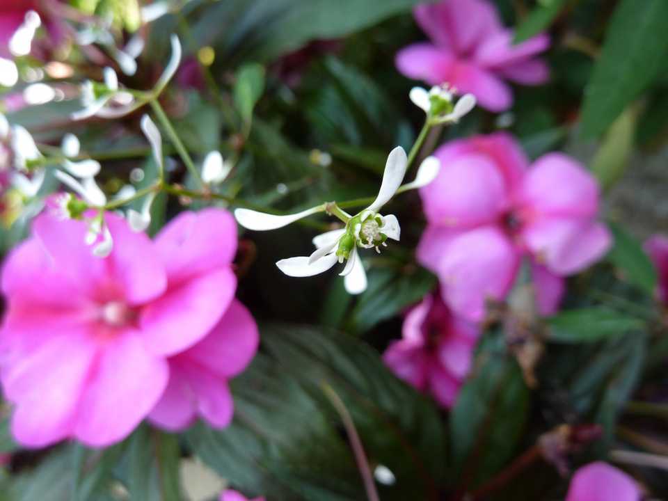 Zauberschnee Pflege Zauberhafter Dauerblüher Haus & Garten Profi