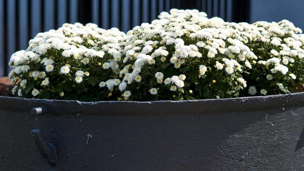 Blumen im Topf im Ziergarten
