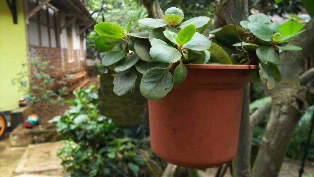 Fleischige Peperomia im Topf.
