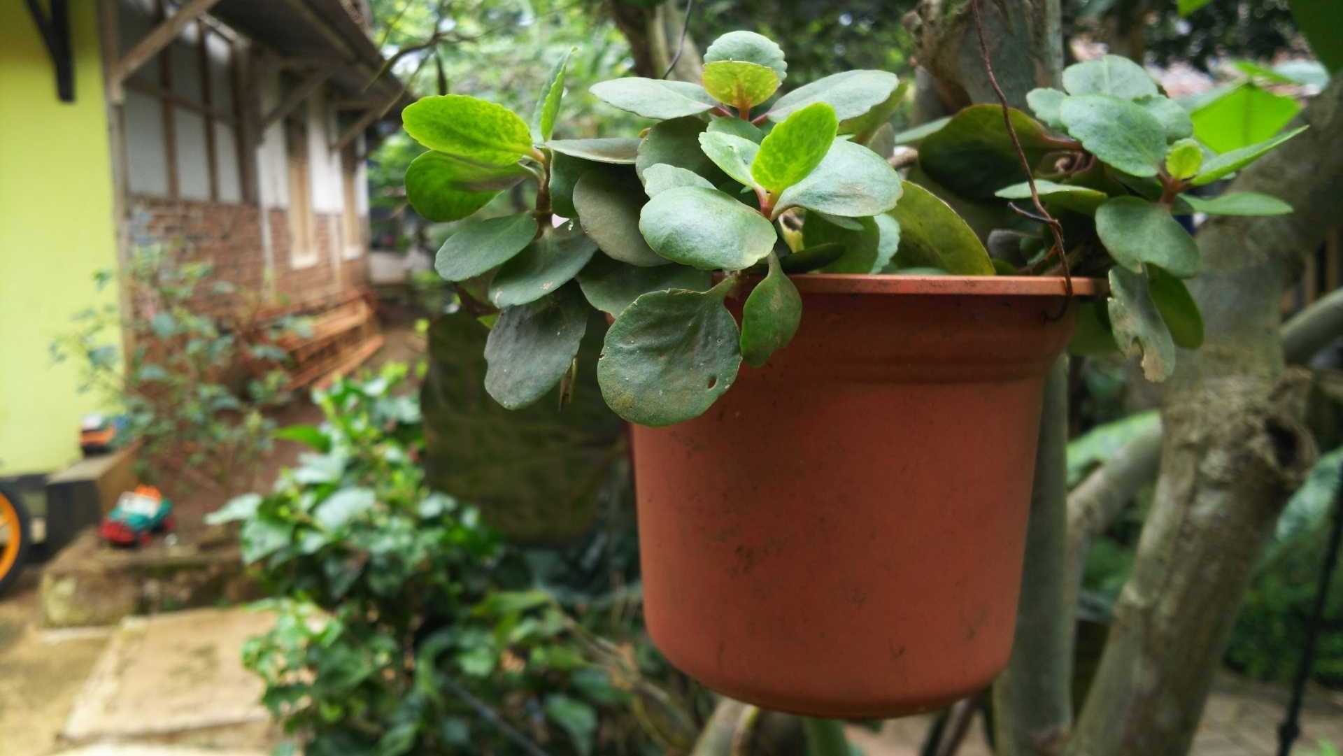Zwergpfeffer Sukkulente in einem Topf im Garten