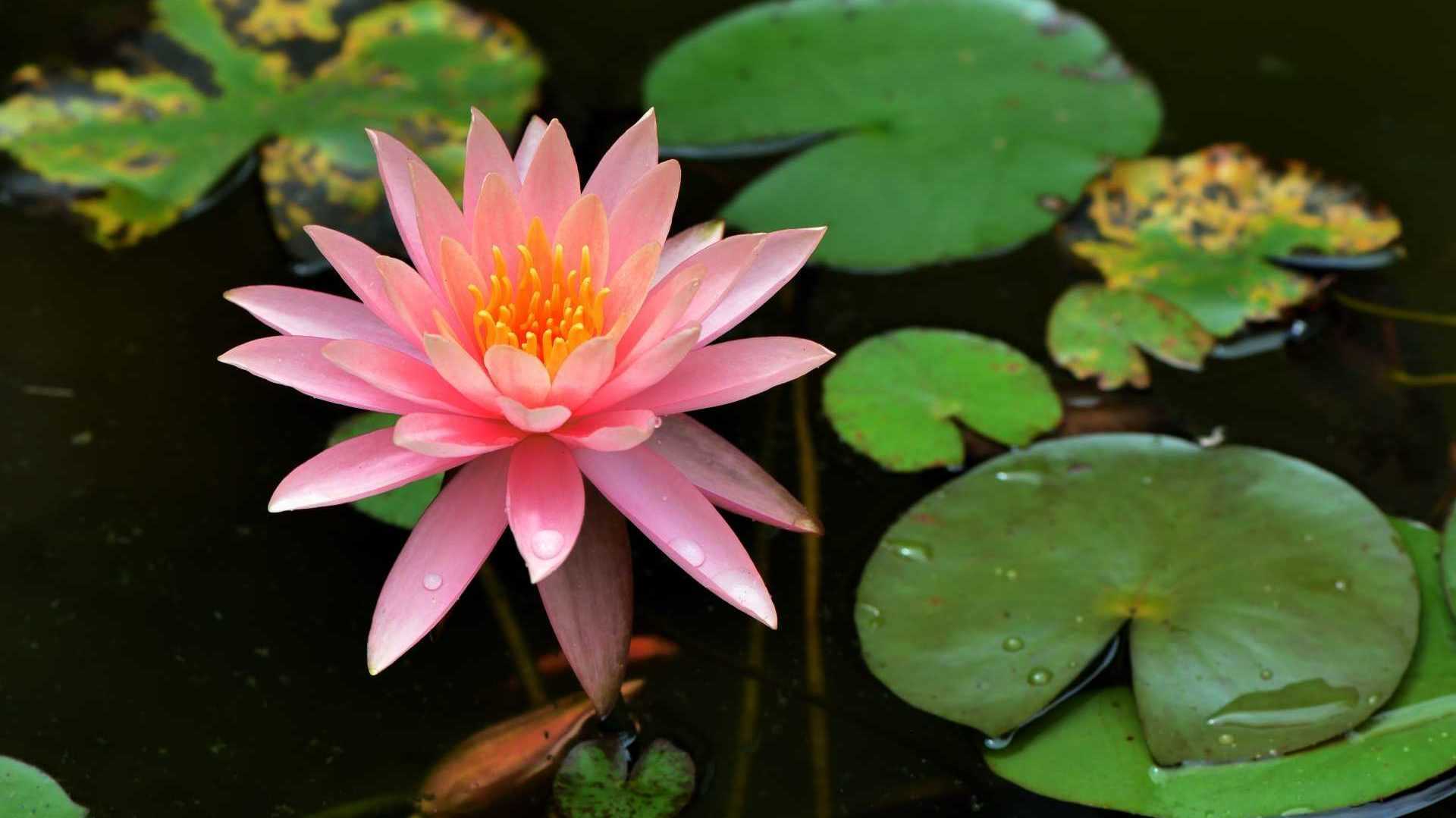 Zwergseerose