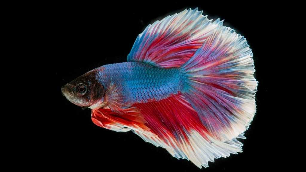 Der Kampffisch verträgt sich nicht sehr gut mit anderen Fischen oder Artgenossen und sollte daher lieber in einem einzelnen Aquarium gehalten werden.