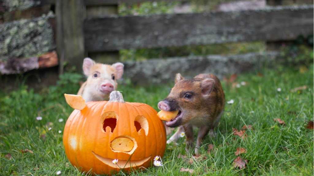 Schweine sind nicht unbedingt außergewöhnliche Haustiere, Minischweine hingegen doch. Theoretisch lässt sich dieses Schwein sogar in einem Haus halten. Dennoch ist es angemessen für ein wenig Auslauf zu sorgen.