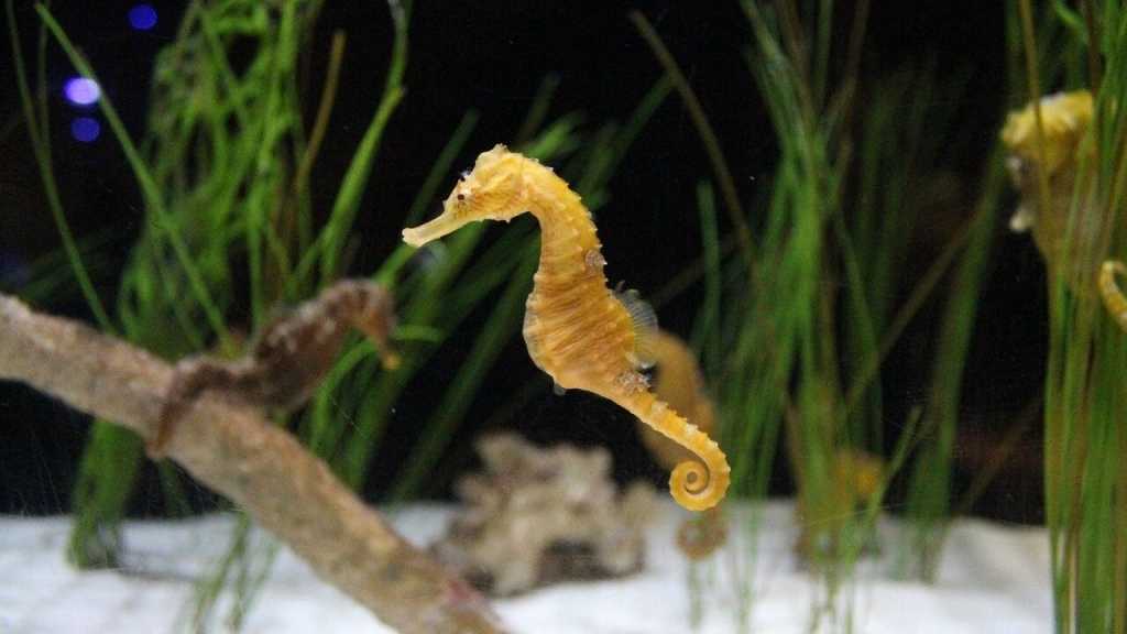 Seepferdchen sind ein wahrer Hingucker im Aquarium. Man sollte sich zuvor aber gut erkundigen, unter welchen Umständen sie in dein Aquarium einziehen können. Schon bei geringen Veränderungen, können hier große Schäden entstehen.
