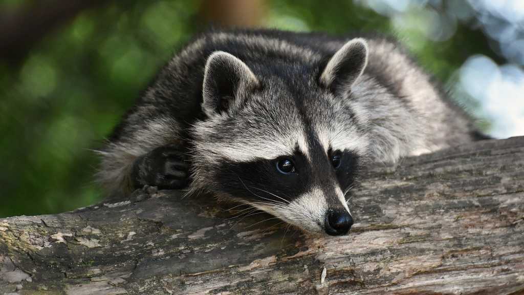 Außergewöhnliche Haustiere meint nicht unbedingt, dass man diese Tiere auch wirklich bei sich aufnehmen sollte. Theoretisch wäre es zwar möglich, einen Waschbären zu halten. Es sollte jedoch bedacht werden, dass es sich hier um ein Raubtier handelt, welches sich nicht zähmen lässt.