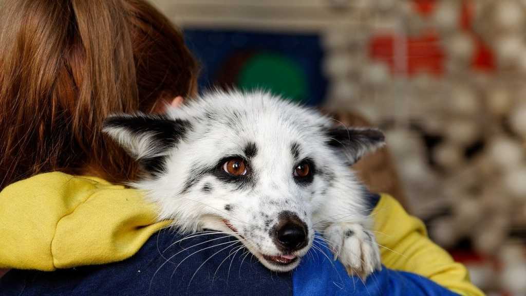 Hausfüchse sind speziell für die Haltung als Haustier herangezüchtet worden. Dennoch handelt es sich um sehr schlaue Tiere, die gerne ausbrechen. Man sollte also für ein gesichertes Gehege sorgen.