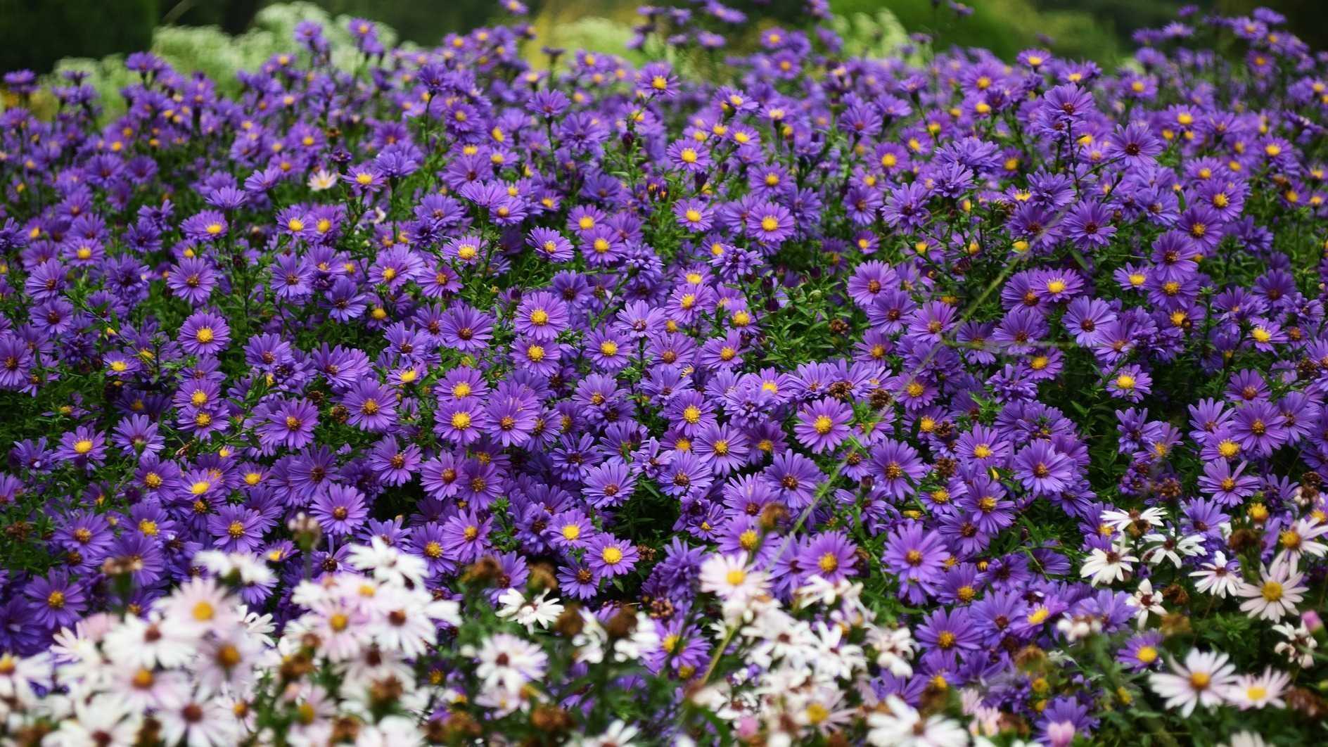 Ein farbenfrohes Staudenbeet mit violetten und weißen Blüten.