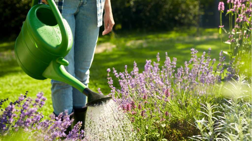 Blumen gießen nach dem mondkalender