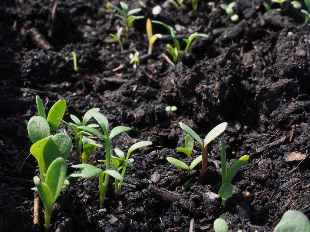 Besonders sollte auf die Qualität der Blumenerde geachtet werden.