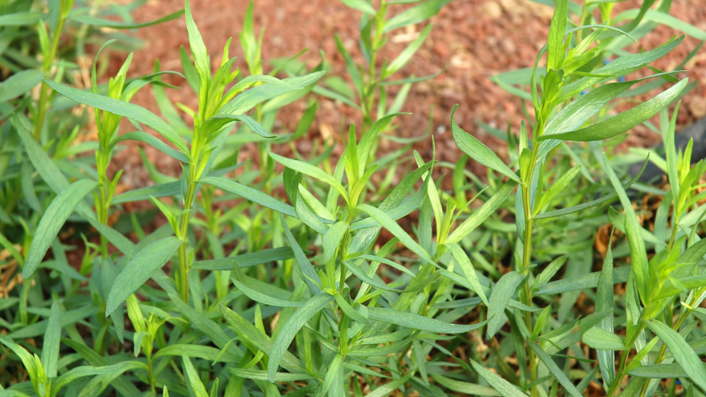 Estragon ist bekannt als Küchenkraut zu Salaten, Kräutersaucen und vielem mehr.