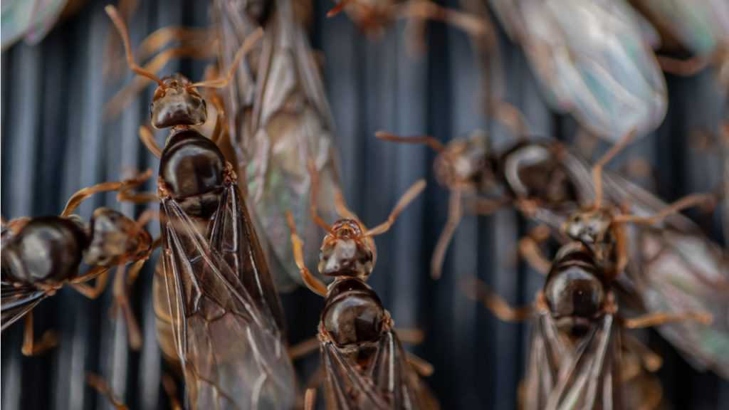 Nahaufnahme von fliegenden Ameisen