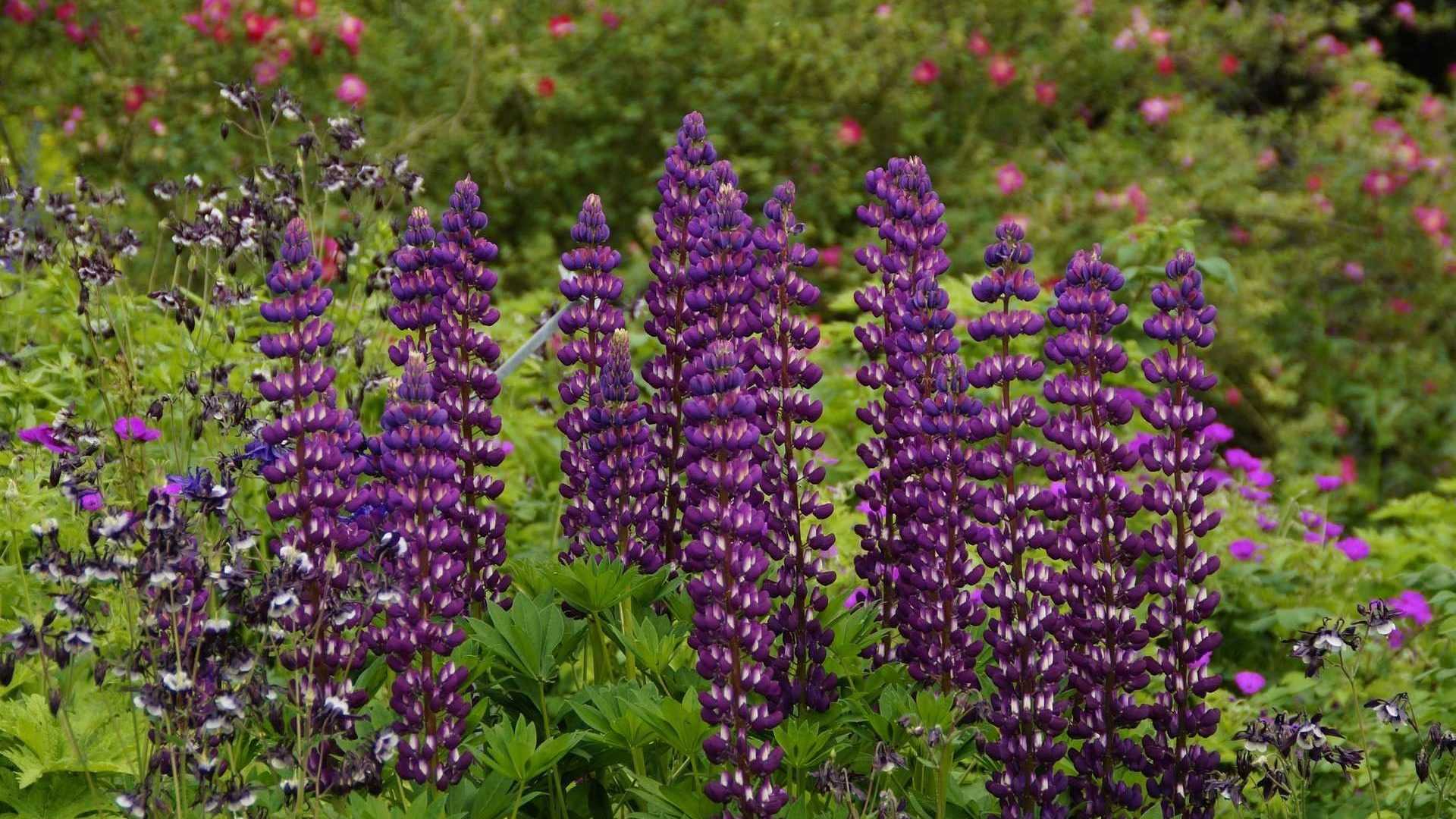 hochgewachsene lila farbene Lupine in einem Staudenbeet.