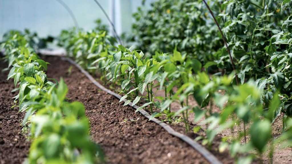 Bewässerung im Garten