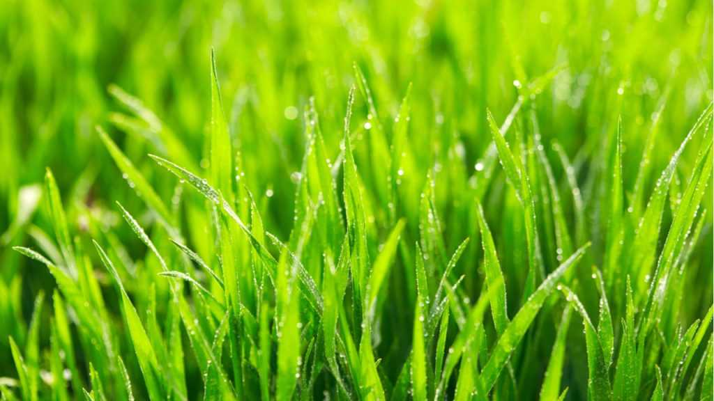 Gras.