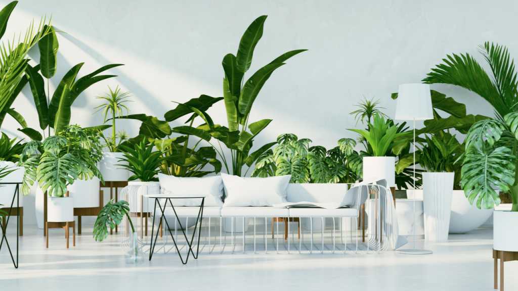 8 große und pflegeleichte Zimmerpflanzen Haus & Garten Profi