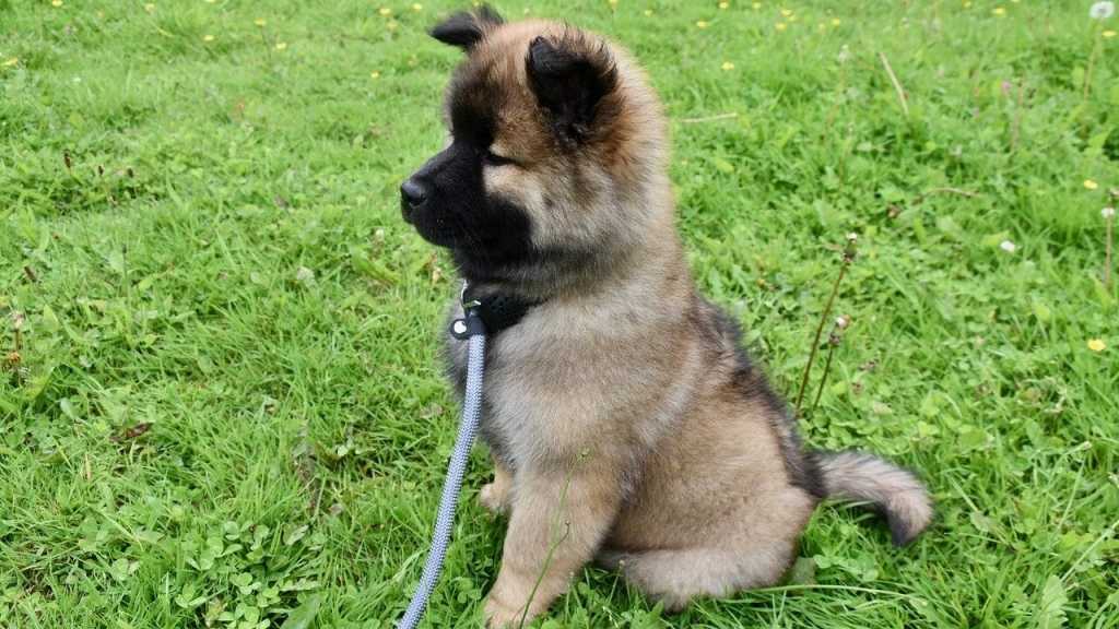 Das Kommando Sitz kommt vielen vermutlich zuerst in den Sinn, wenn es darum geht den eigenen Hund zu erziehen. Dadurch hat man die Möglichkeit den Hund zu beruhigen und seine Aufmerksamkeit zu erlangen. Trainiert wird dieses Kommando meist mit Leckerli.