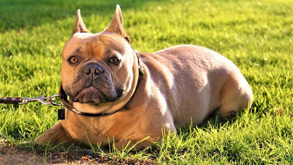 Auch "Platz" gehört zu den Kommandos, die deinen Hund relativ schnell zur Ruhe bringen können. Wenn das Kommando "Sitz" schon kennt, ist die Einführung relativ einfach. Dabei wird das Leckerli vor der Nase des Hundes einfach zu Boden geführt, damit dieser sich hinlegt.