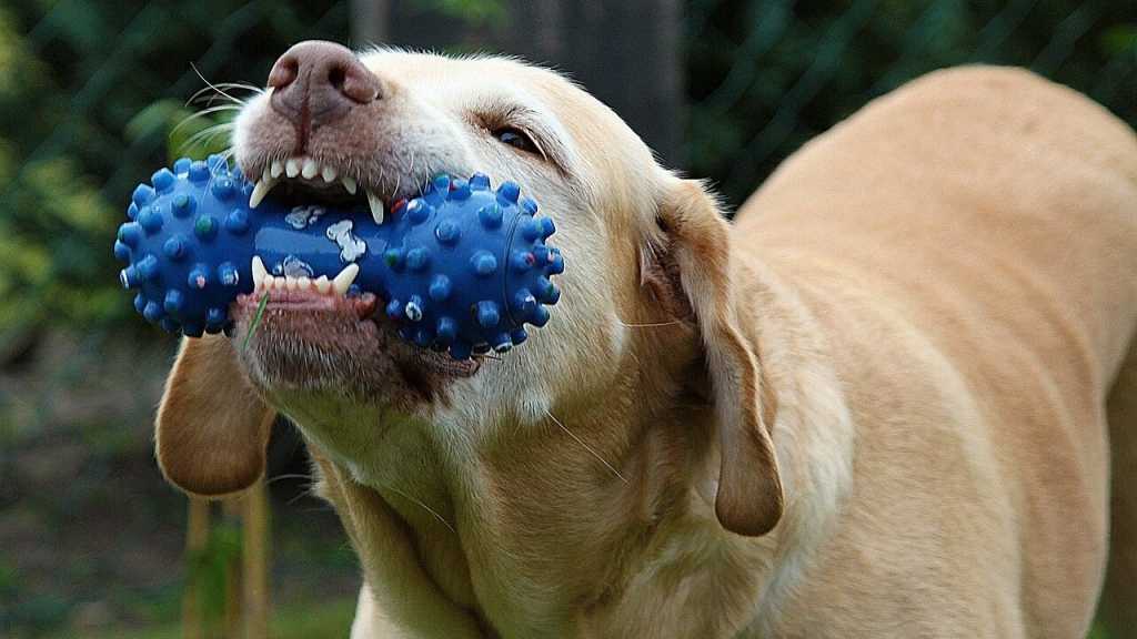 Bei dem Kommando "Aus" kommt es häufig zu Verwechslungen. Es wird oftmals verwendet, damit ein Hund mit dem aktuellen Verhalten aufhört. Es soll jedoch signalisieren, dass der Hund den Gegenstand, welcher sich gerade in seinem Fang befindet, loslässt.