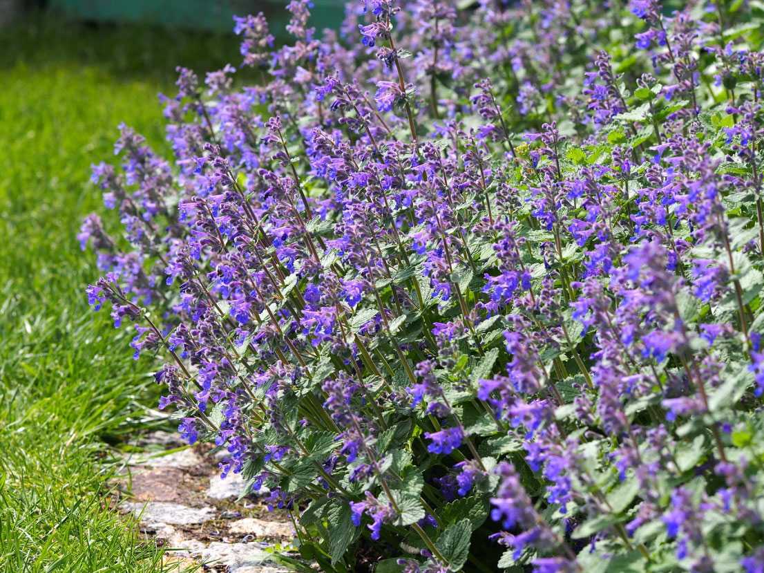 15 winterharte Stauden Dauerblüher Blütenpracht bis in den Winter