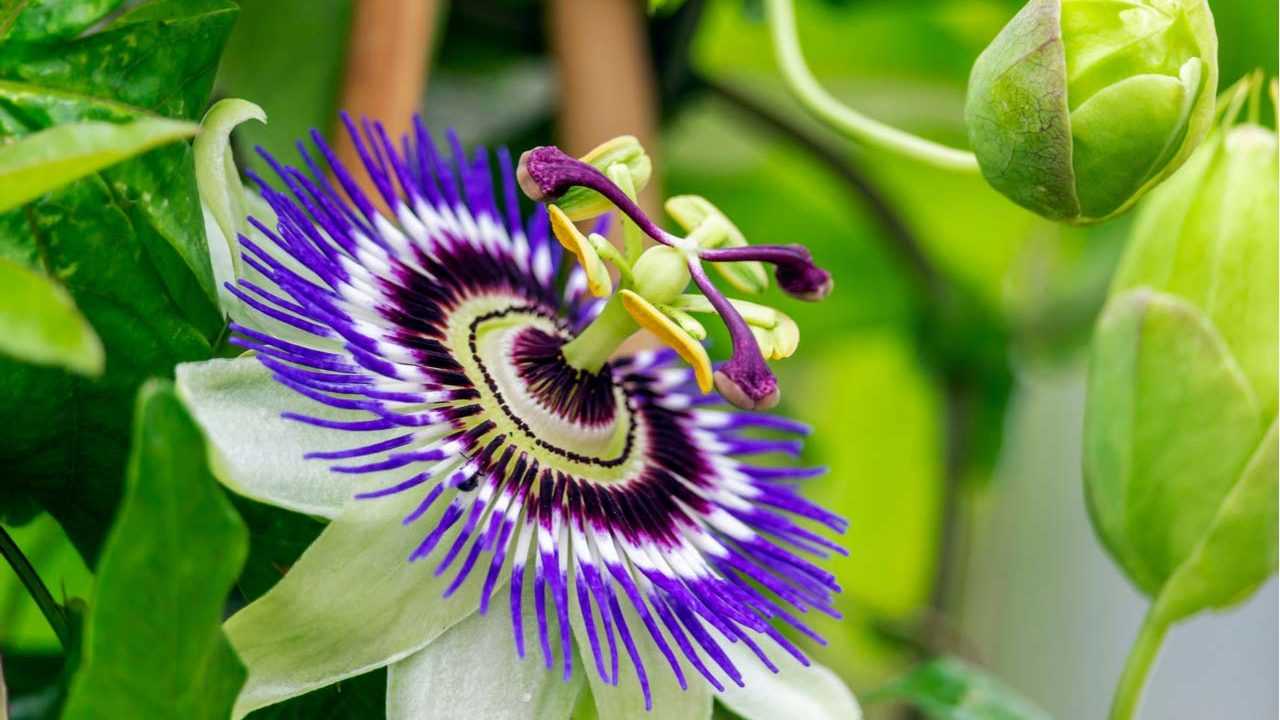 Passionsblume Pflanze