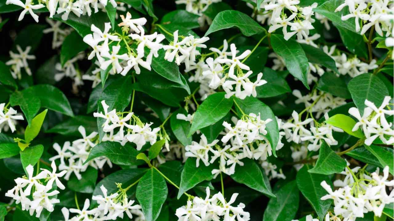 Sternjasmin Pflanze