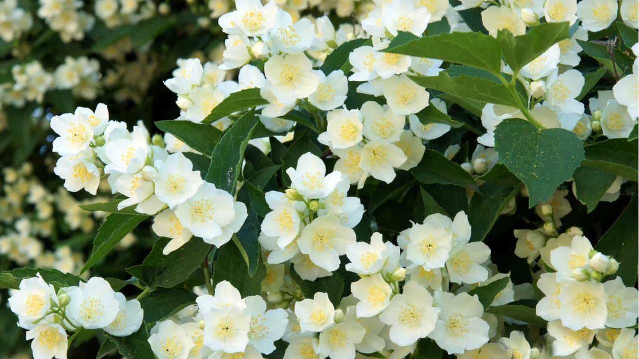 Bauernjasmin Pflanze