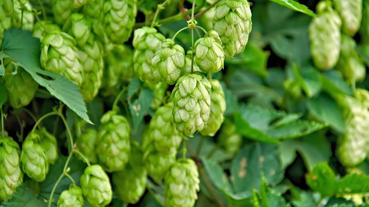 Wilder Hopfen Pflanze