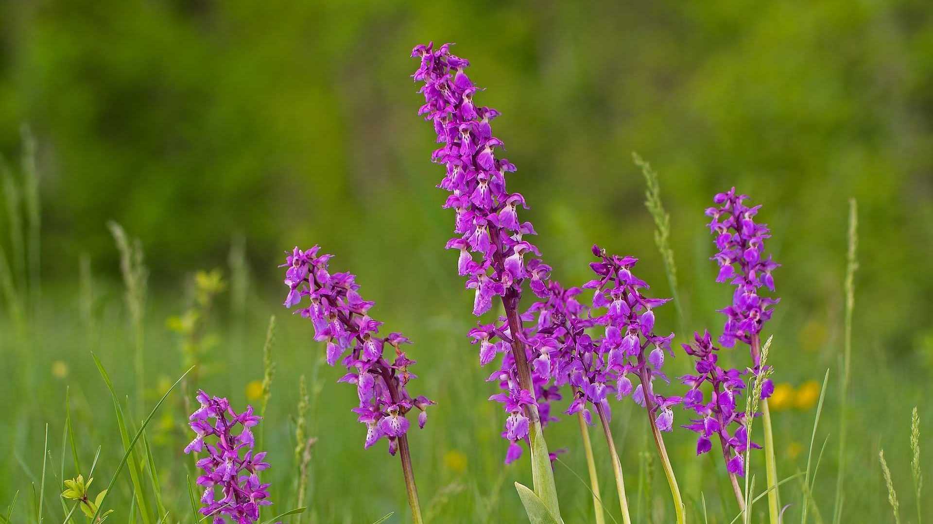 Die breitblättrige Knabenkraut-Orchidee, mit ihren hellrosa bis purpurroten Blättern, ist vom Aussterben bedroht und steht unter Naturschutz.