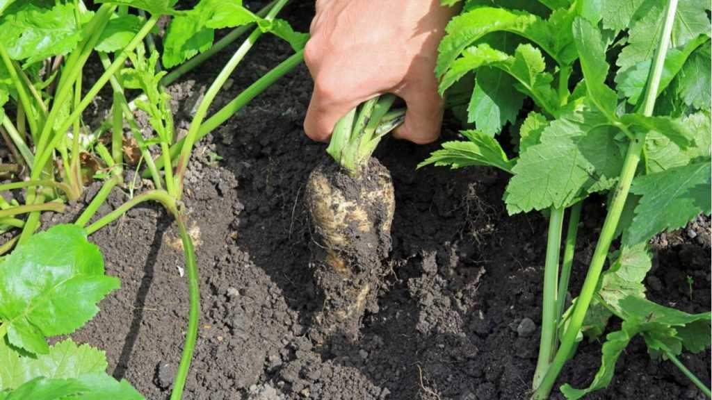 Pastinake in der Erde