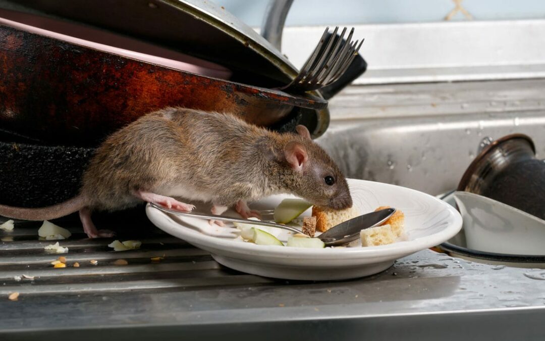 Ratten vertreiben