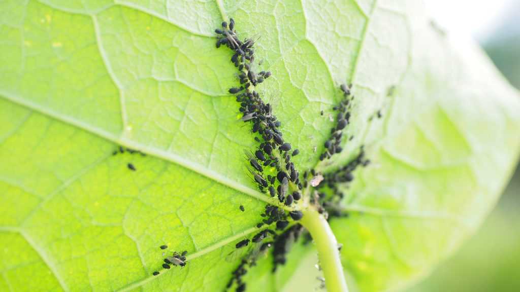 Schwarze Schädlinge im Blatt