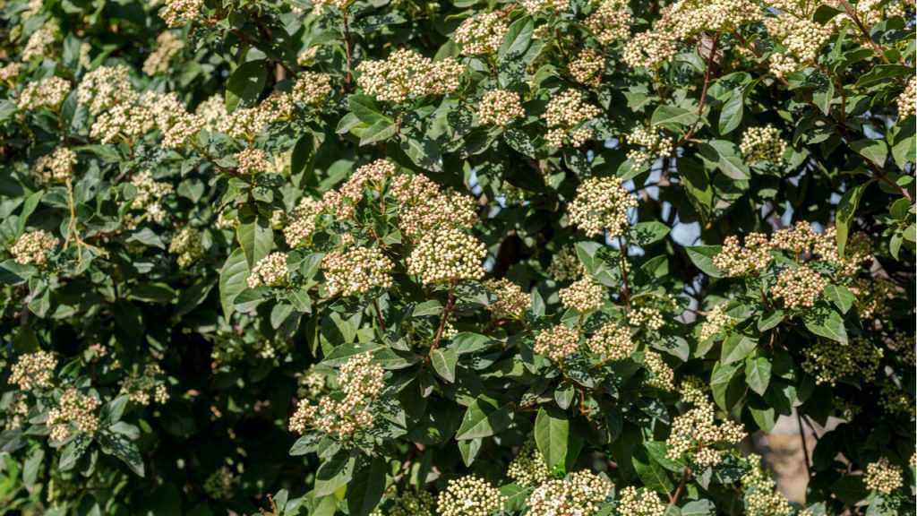 Knospen und Blätter des schwarzen Holunder
