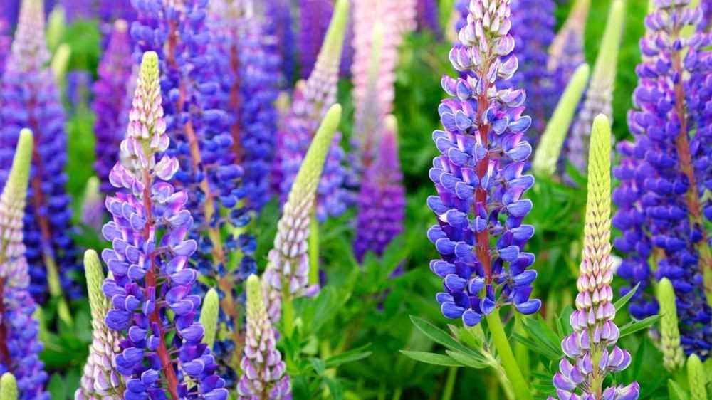 Die Lupine auf einer Wiese.