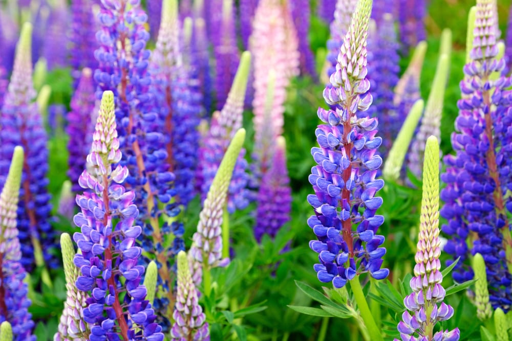 Lupine pflegen So geht's So geht's richtig Haus & Garten Profi
