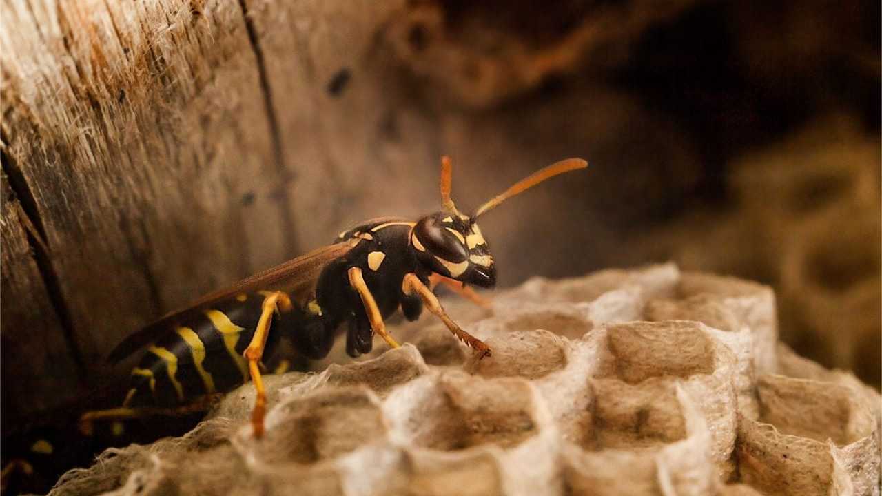 Da die Tiere wegen Umweltschutz nicht getötet werden dürfen, müssen sie umgesiedelt werden.