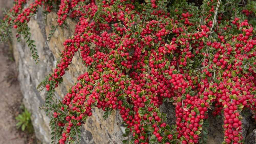 Die Frucht der Zwergmispel