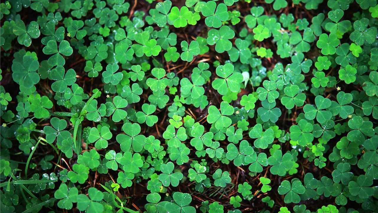 Klee im Garten kann einfach vernichtet werden.