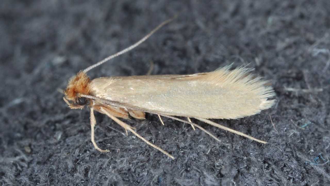Motten im Haus sind einfach zu bekämpfen.
